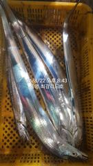 [통영] [통영최강리드호] 갈치 실시간조황/왕갈치 잘 올라옵니다 사진