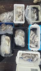 오늘의조황 - [무창포 플러스호] 8월 21일 백조기 낚시 소수 7명이 만들어낸 대박 조과, 100마리 넘게 쿨러 가득~ / 내일도 정상출조 / 예약가능 010-3304-7556 - 무창포 선상바다낚시전문배 플러스호 사진
