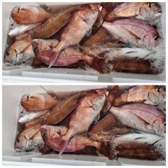08/22일 에바다호 참돔흘림낚시 4인굿조황 사진