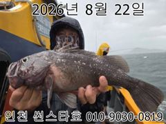 26년 8월 22일!! 인천 썬스타호!! 우럭 라이트 낚시대회!! 조황사진입니다~~^.^ 사진