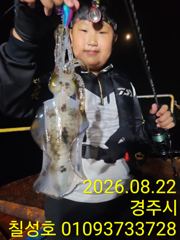 칠성3호 무늬오징어 조황입니다! 사진