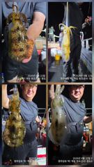 [경주] 8/22 키로급 무늬사이즈! 외 마릿수 나와줍니다. (주중/주말… 사진