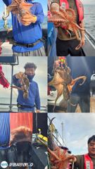 [포항] 8.22 포항돌문어 조황 사진