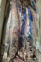 준내만왕갈치4지5지씨알최고철수쿨러조황(월요일예약가능) 사진