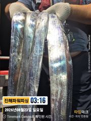 [진해] [갈치/텐빈/텐야]23일입항 씨알굿!! 오늘은요만큼[월요일부터]… 사진