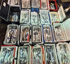 [진해] 22일,준내만 왕갈치 3지,4지 용가리가 춤을 춥니다,오늘출항(… 사진