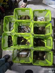 [진해] 무늬 팁런 손맛굿 조황 오늘 15시 출조 예약받습니다 사진