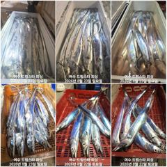 (여수 드림스타)왕갈치사냥다녀왔네요. 바늘대로 줄은?타네요. 25일 8자리여유! 출항확정! 사진