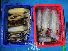 미조권 무늬오징어 조황입니다 사진