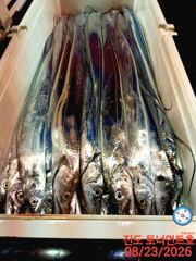 [해남,진도] 진도토너먼트호)씨알좋은 왕갈치 8월23일입항조황 씨알3지~5지급… 사진