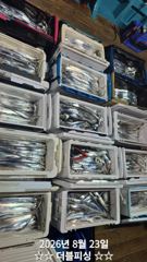 진해더블피싱 살아나는 물때 3지4지 쿨러조황 사진