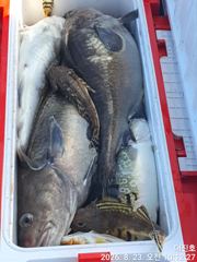 임원항대진호 왕 대구조황 사진