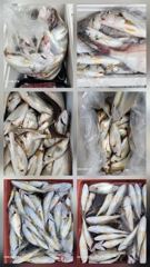 8월22일 왕 백조기 조황 사진