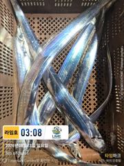 [통영라임호]8월23일 입항  조황   다음주 금요일 출조합니다  있어오  01023004931 사진