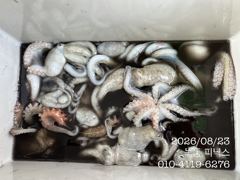 8월 23일 문어 조황입니다 사진