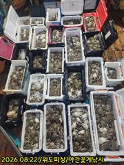 22일위도피싱 야간꽃게낚시굿 대박입니다. 사진