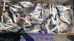 [부산] 가덕천성진양 살감시,벵에 좌대조황 26년8월23일/일 사진