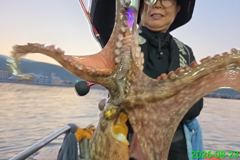 [사천] 명신호 문어조황 올립니다 ~ 사진