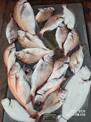 오늘의조황 - 8월22일 참돔 타이라바~ 조황 - 영흥도 선상 루어낚시 전문 - 영진호 사진