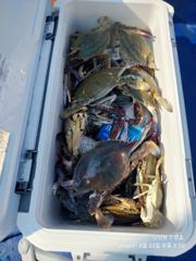 8월23일 남당항 진영호 꽃게조황 사진