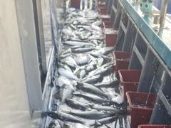 오늘의조황 - 8월 23일 뉴용궁호 조황입니다 - 신진도 뉴용궁호 사진