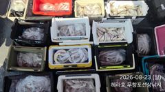 조황정보 - 8/23 백조기 조황 - 무창포선상낚시 사진