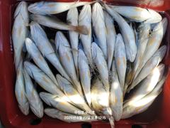 [백조기조황] 8/23 백조기 조황 사진