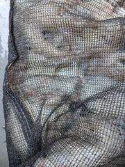 여수정원호)문어 조과 입니다!! 사진