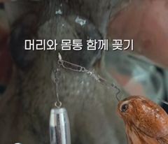 조황정보 - 꽃게낚시 일년에 딱10일 시도한번해보세요~ - 원산도 원산스타호,배낚시,선상낚시 전문 사진