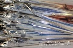 오늘 꼭 대어만쿨 목표 채워보겠습니다.마량대성1호 010-7289-7500  사진