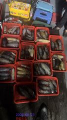 삼천포 와썹피싱 무늬오징어 다녀왔습니다 사진