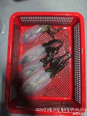 23일 팁런 개인최대 21마리 사진