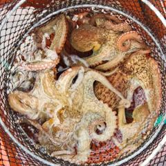 9월 중순에 뵙겠습니다 ~문어 사진