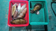 아라피싱 23일 야간 무늬 팁럭 쭉쭉쭉~ 사진
