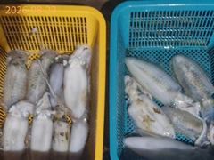 고구마 무늬오징어!! 문어도 마릿수 굿~ 사진