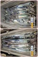 통영 뉴 아시아호>>  땀 흘려가면서 열낚 하신 조사님들 쿨러 조황 사진