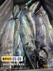 흥부)오늘 두자리 가능 대마권 수심 깊은곳으로 달려봤는데 씨알은 좋은데 마리수가 사진