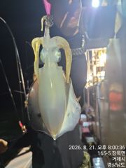 무늬오징어 팁런 거제궨. 내도 외도 해금강 오늘 출동합니다 ᆢ 사진