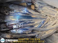 내만칼치ㅡ초저녁부터 팍팍 물어주네요(오늘예약가능 사진