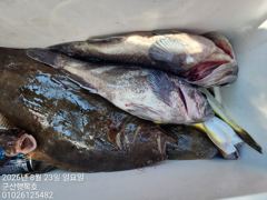 23일 씨알 좋은 우럭·광어로 기분 좋은 마무리! -군산새만금낚시 행복호- 사진