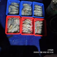 [거제] (무늬오징어)감자들만 줄줄이~ 소소한 손맛~스마일호(25일 예약… 사진