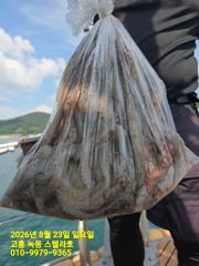 [고흥,녹동] 8월 23일 문어낚시 사진