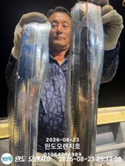 완도오렌지호//3지급으로 쿨러가득 담고왔습니다 사진
