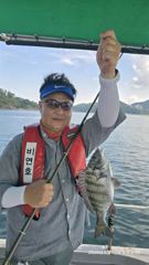 비연호 내만 감성돔 사진