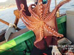 [진해] 23일세진호/돌문어kg.마릿수많이잡고~화.가능~ 사진