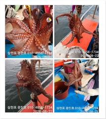 [사천] 문어조황굿{선비,5만,}낼출조확정,자리여유 예약가능 사진
