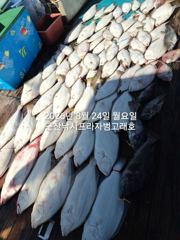 8/24, 생미끼~날마다 대박~대광어"마릿수 굿굿"~굿굿조황~"생미끼-8월 평일, 선비 빅이벤트(선비8만)"~~ 군산 범고래호 사진