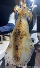 [거제] 무늬오징어팁런 연일 키로오바!!,900,700g 호황~!! 낼도… 사진