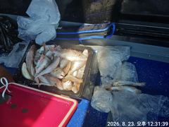 오늘의조황 - 8월23일 백조기낚시^^ - 오천항 성령낚시,성령호 사진