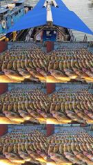 [고흥,녹동] 260824 녹동제니스2호 붉바리대박조황 오늘도 조기철수! 사진